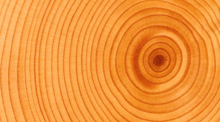 Выбор напольного покрытия из древесины